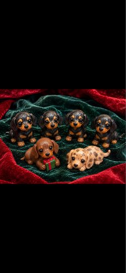Daushund puppies