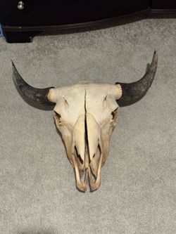 Bison skull