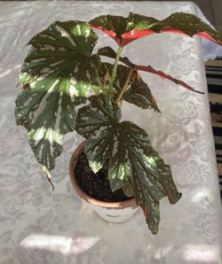 Wild Texas Begonia Plant