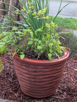 Poor man's ginseng and hard neck garlic