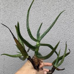 Aloe (coral Aloe) Plant