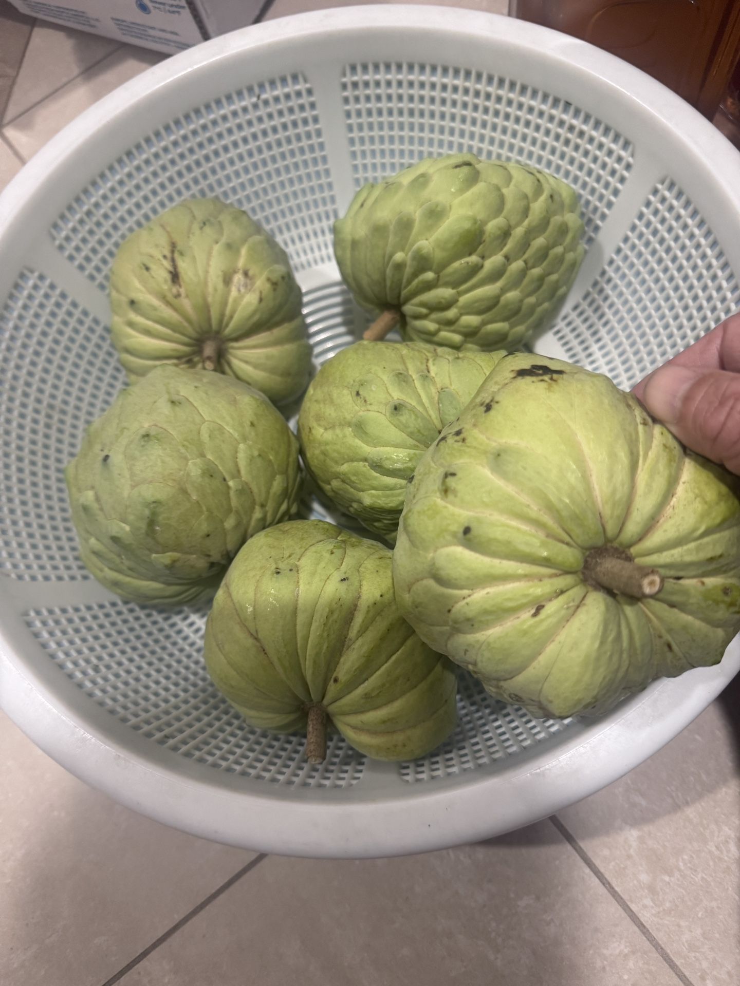 Sweet Green Atemoya