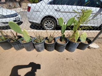 Nopal Cactus 🌵 Aloe Vera Agave