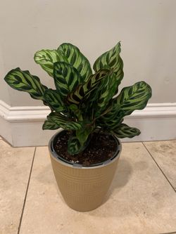 Calathea Peacock plant