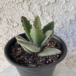 6 Inch Pot Succulent Plant - Kalanchoe Tomentosa Baker - Panda Plant - Rooted & Stablished - Drought Resistant 🪴