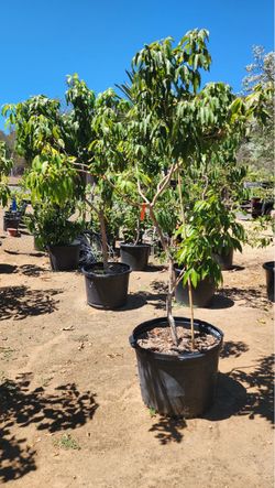 Lychee tree for sale