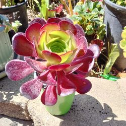 Succulent