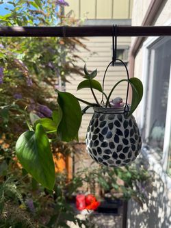 8 Leaf Pothos
