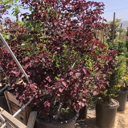 Caribbean Cooper Tree 25gal