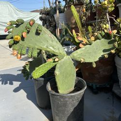 tengo Matas de Nopales Con tunas 