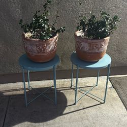 Jasmine  Living Plant With Base