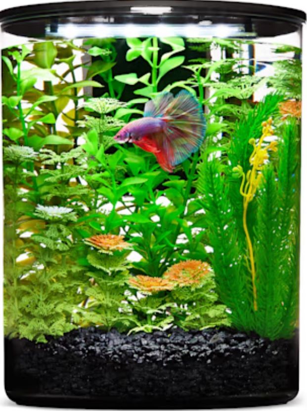 Fish For Sale