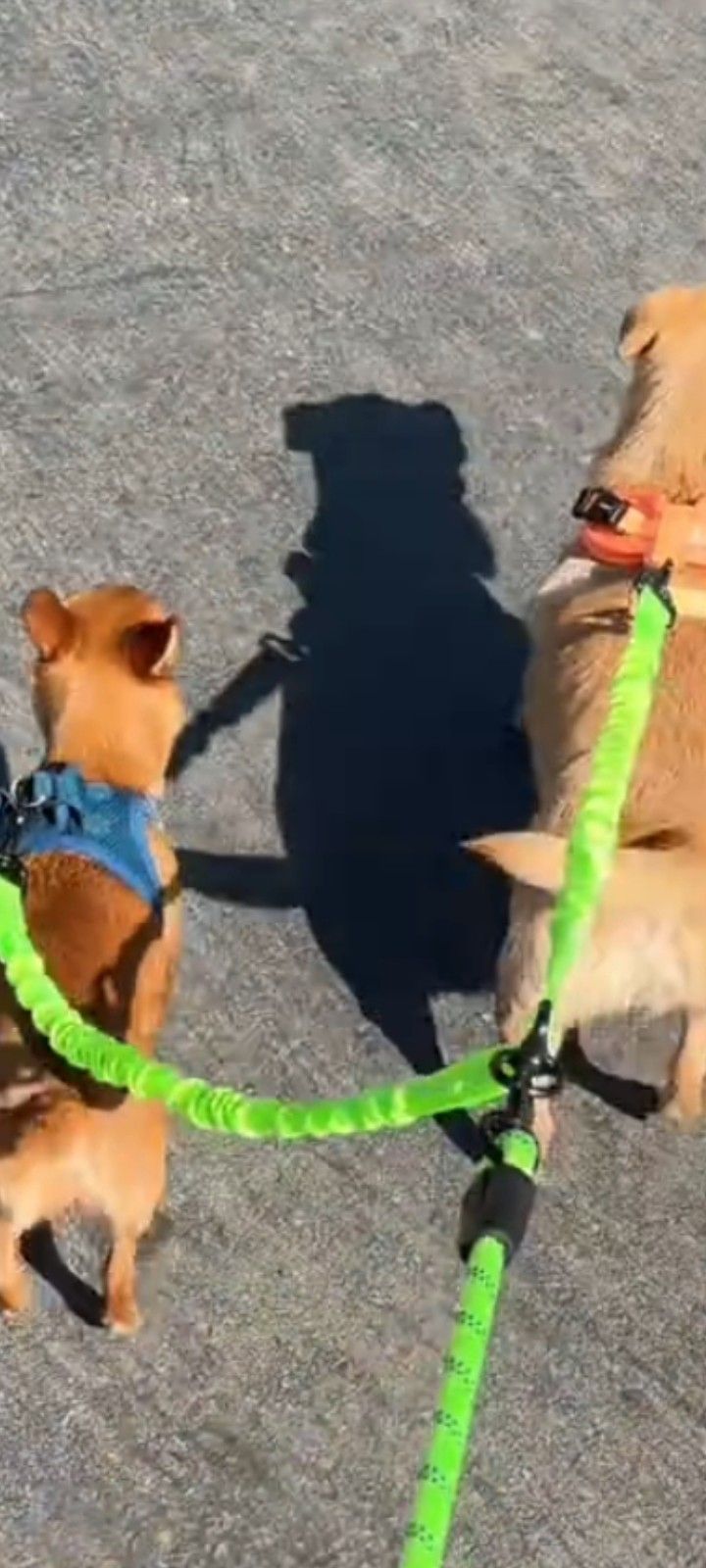 Dual Dog Lease Double Dog Lease