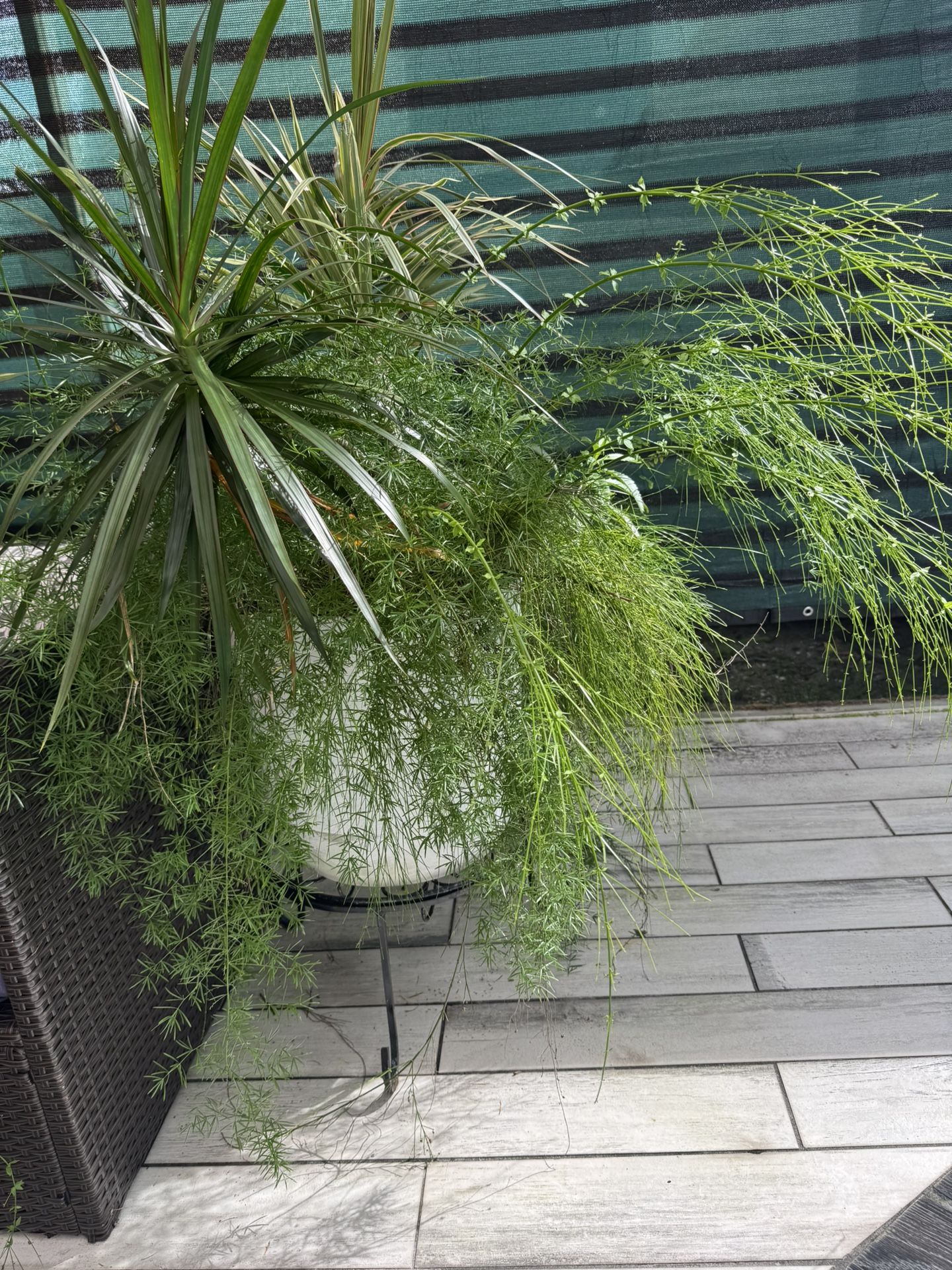 Plants With Big Pot And Iron Stand 