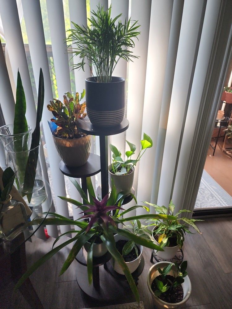PLANTS for Sale in Tampa, FL OfferUp