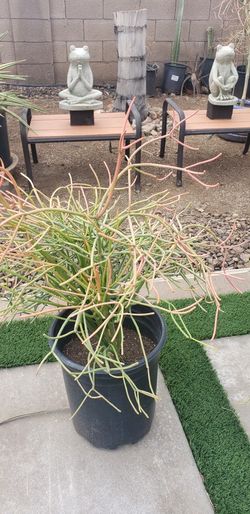 Pencil Cactus/Succulent Plant/Fire Stick Plant 