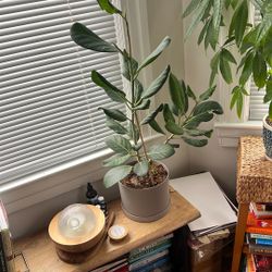 Healthy Ficus Plant