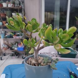 Crassula Ovata GOLLUM CLUSTER Shrek