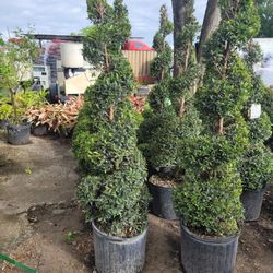 TOPIARIES SPIRAL 7GALLONS 