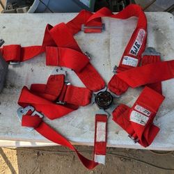 5 Point Belt