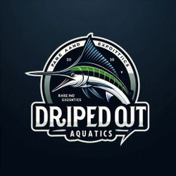 DRIPPED OUT AQUATICS IS HERE IN SAN JOSE 