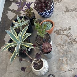 Plants/succulents 