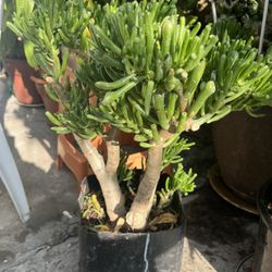 Succulent plant