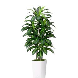 🌿 Brand New 5ft Artificial Dracaena Plant in Modern White Pot – Realistic & Maintenance-Free
