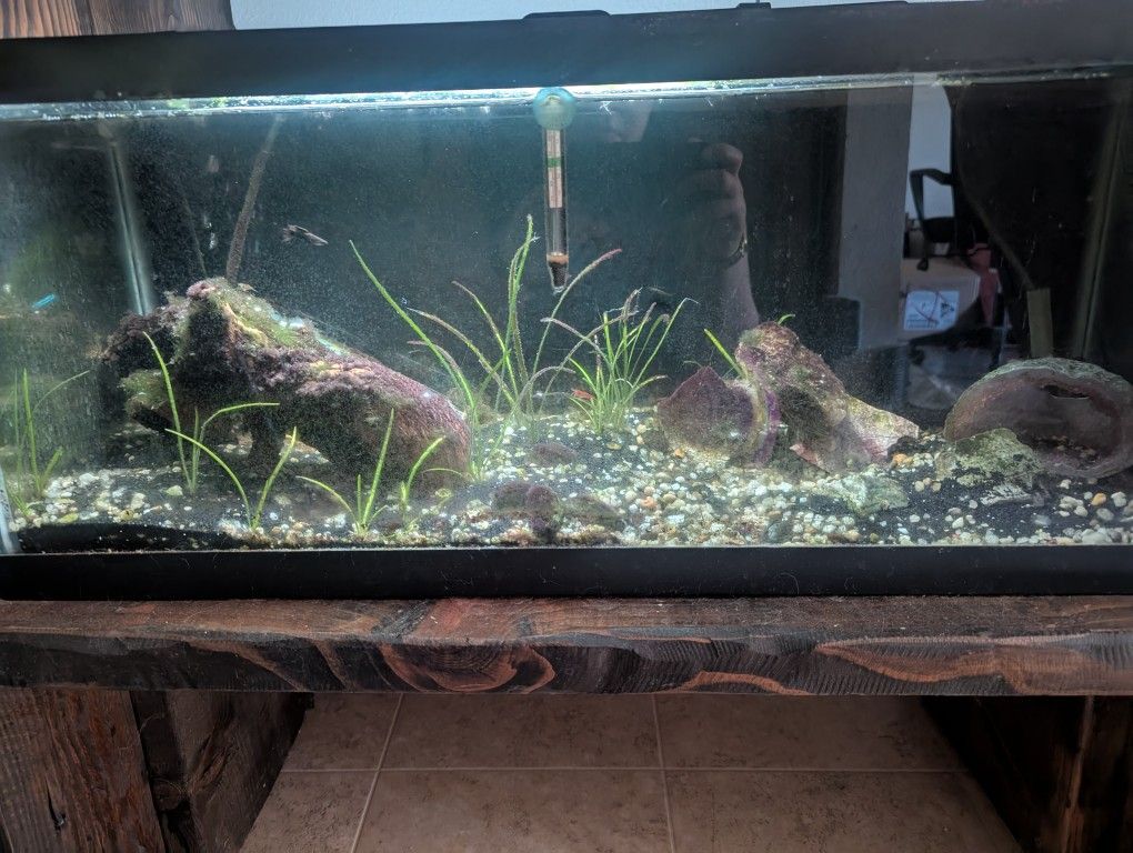 20 Gallon Long Fish Tank