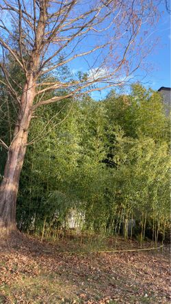20+ foot bamboo poles