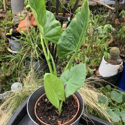 Ear Plant In 5 Gallon Container.