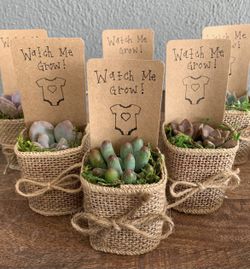 Succulent Party Favors - Baby Shower - Corporate Gifts