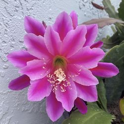Matured EPIPHYLLUM PUMILUM  ORCHID CACTUS " THE NIGHT QUEEN”   The second picture is to show you how the flower looks like. Not in Blossom right now.