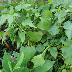 Sunflower Plants Free