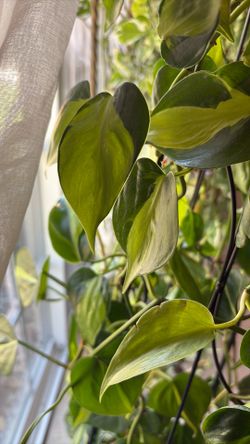 Natural Philodendron