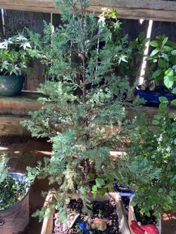 $70 Bonsai 2 foot tall upright juniper $70