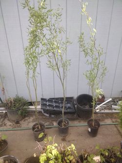 Corkscrew Willow Trees