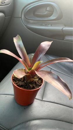Bromeliads indoor flower