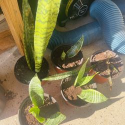 Snake Plant 