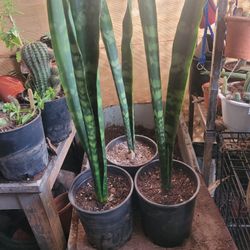 LENGUA DE  SUEGRA  7 CADA UNA