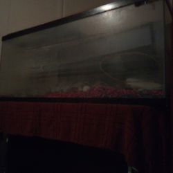 Fish Tank 