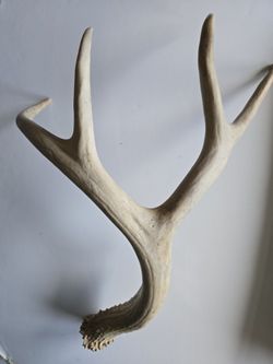 Real Deer Antler For Sale