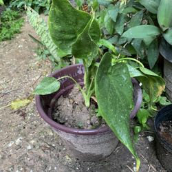Alocasia Plant