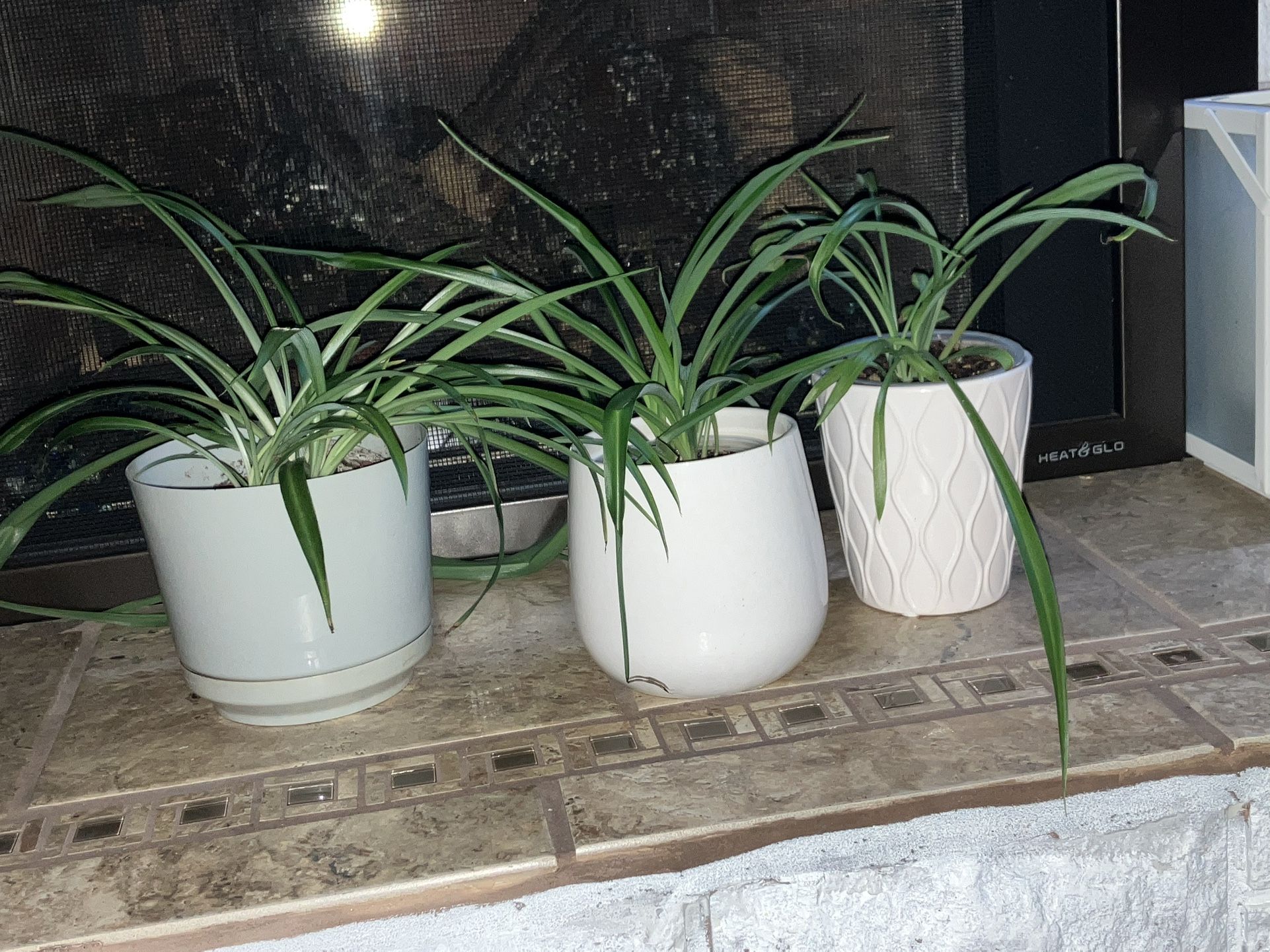 Spider Plants