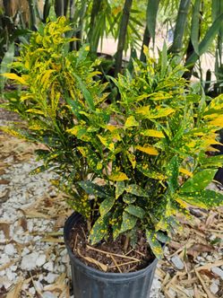Gold dust croton 3gl $8💛