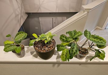 Calathea and Maranta Prayer Plant