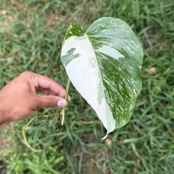 Monstera Albo Borsigiana Variegated  Rooted 1 Leaf. *High Var*