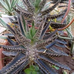 Alligator 🐊 Plant 