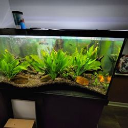 90 Gal Wave Front Fish Tank And Stand