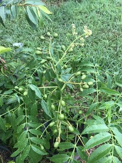 June plum full fruit.